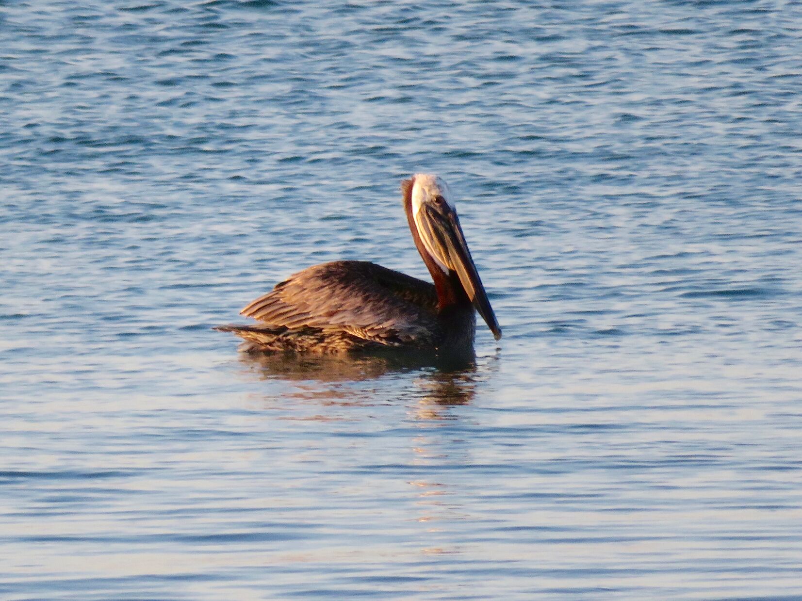Pelican swimming right in front of the house