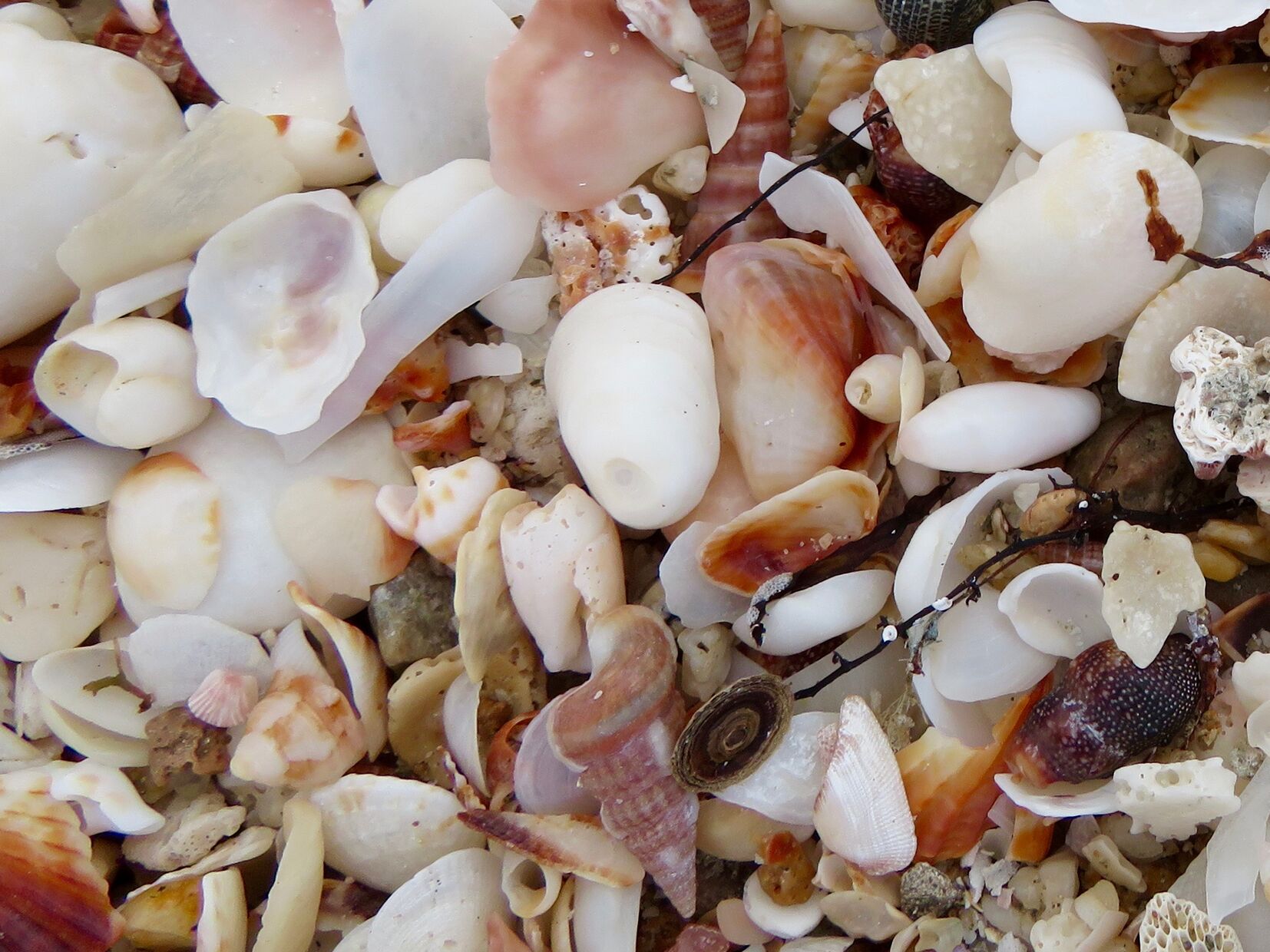 Playa Encanto beach is a paradise for shell hunters