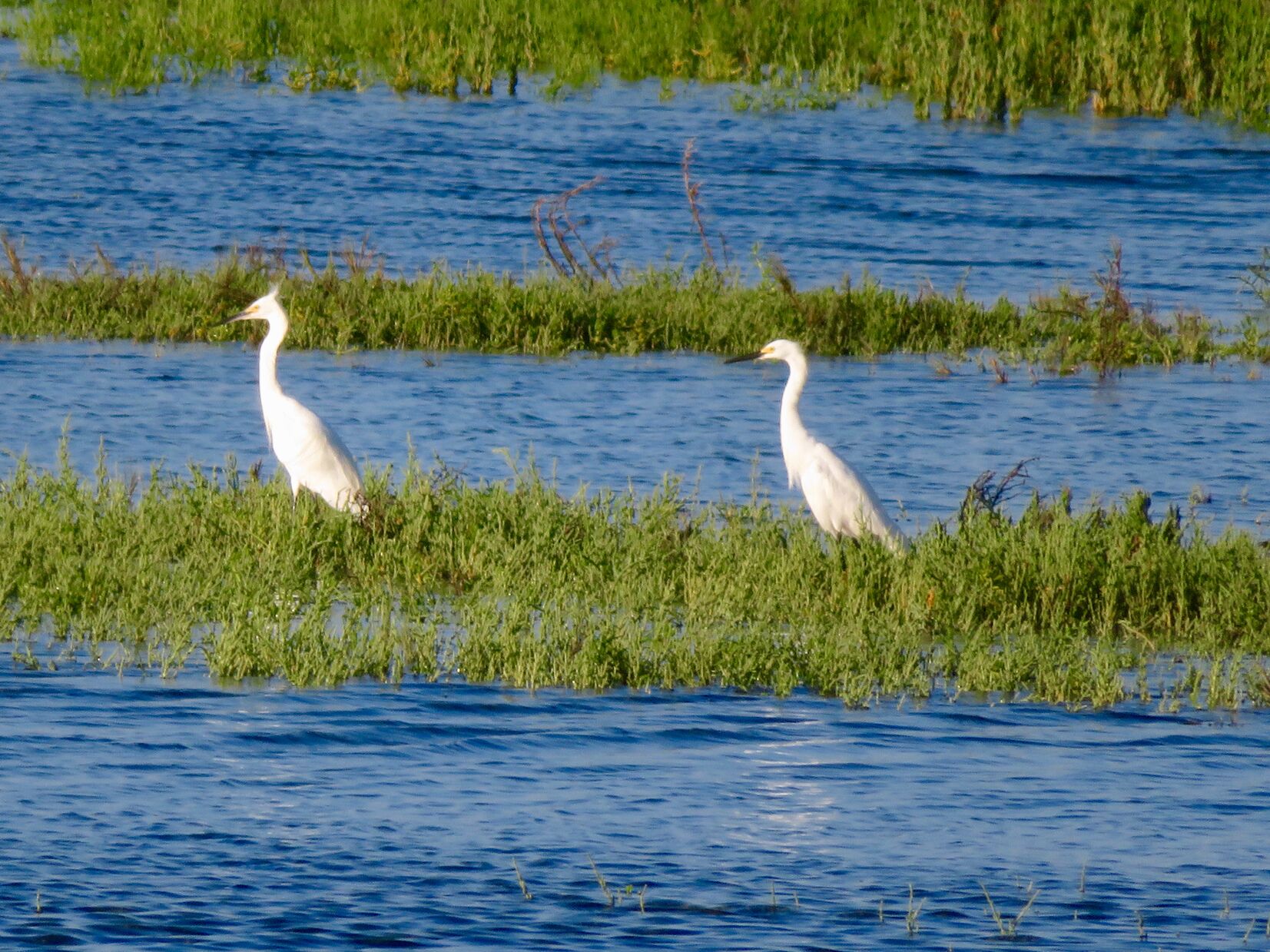 Egrets can be seen in the Morua Estuary