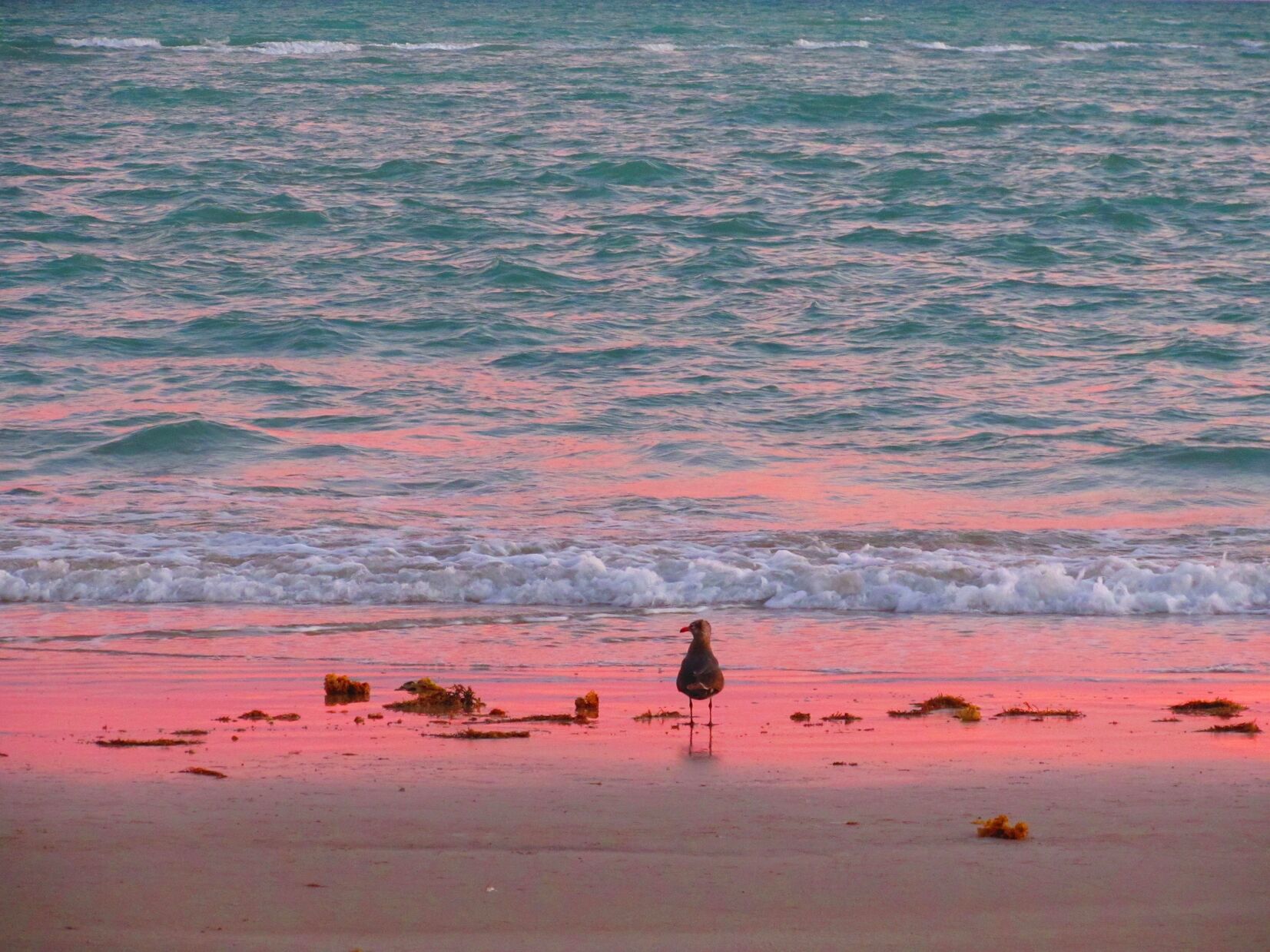 Bird fishing at sunset