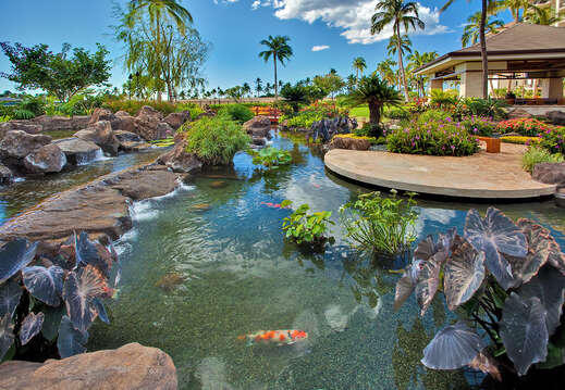 View of the Beautiful Koi Pond.