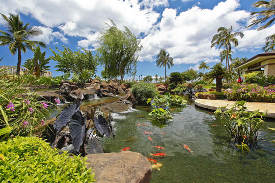 Relax while watching the fish in the Koi Pond