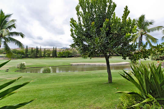 View of a Pond at the Golf Course, Trees and Palm Trees.