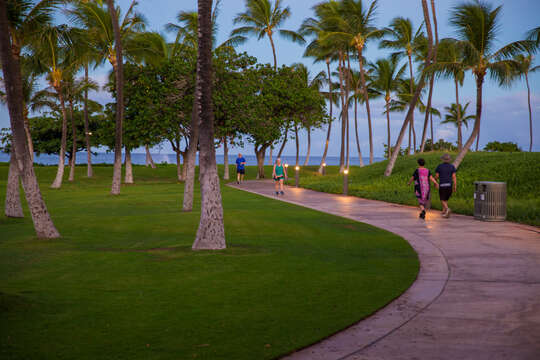 People Walking on the Paved Beach Path with Palm Trees.