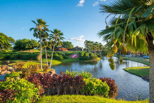 Beautiful Pond Surrounded by Palm Trees and Grass.