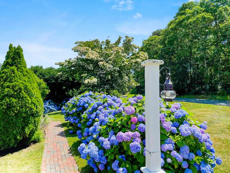 Enter the home after walking the front path surrounded by beautiful hydrangeas - 13 Monomoy Circle- Chatham- Cape Cod- New England Vacation Rentals