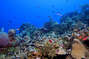 Roatan sits on the second largest reef in the world