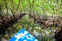 Mangrove tours by kayak are a popular experience on the east end of the island