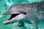 Dolphin encounters are available in Sandy bay