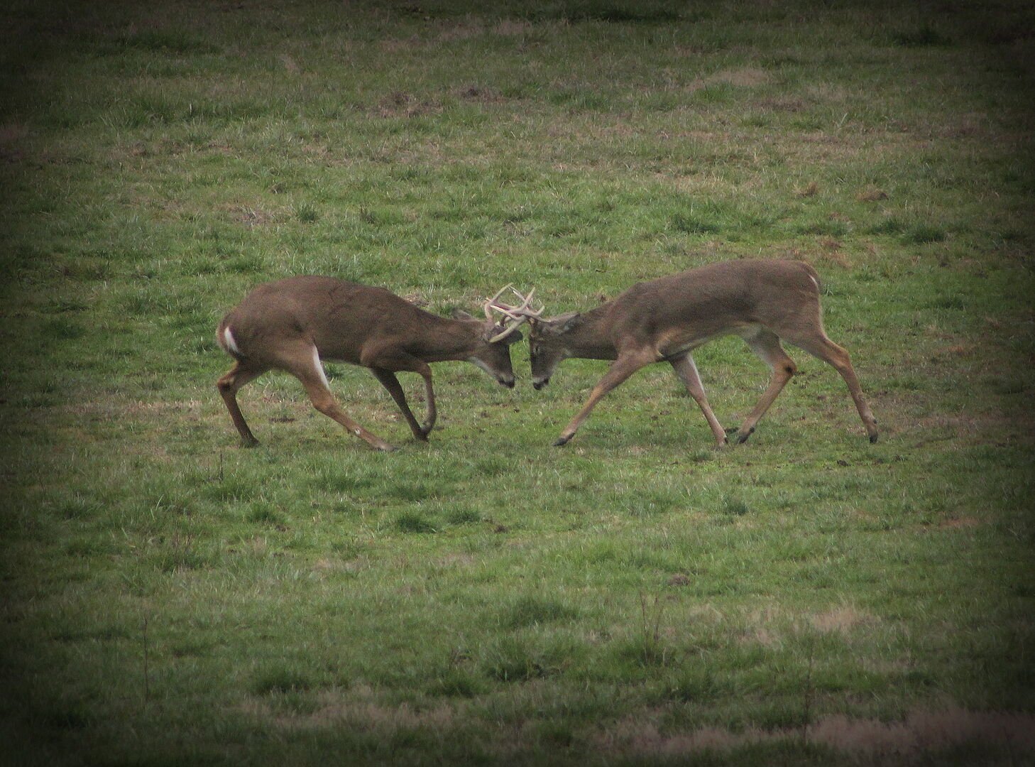 Big bucks fighting !