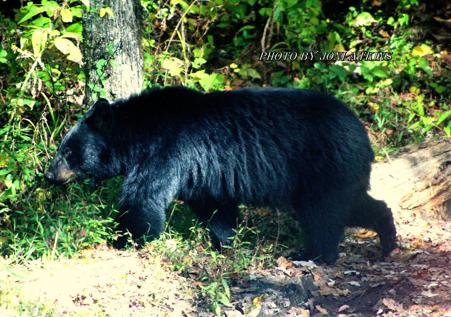 Early summer we saw this HUGE bear just strolling though Cades Cove like he owned the place, and he probably does 🙂
All photos were taken by Joni - owner