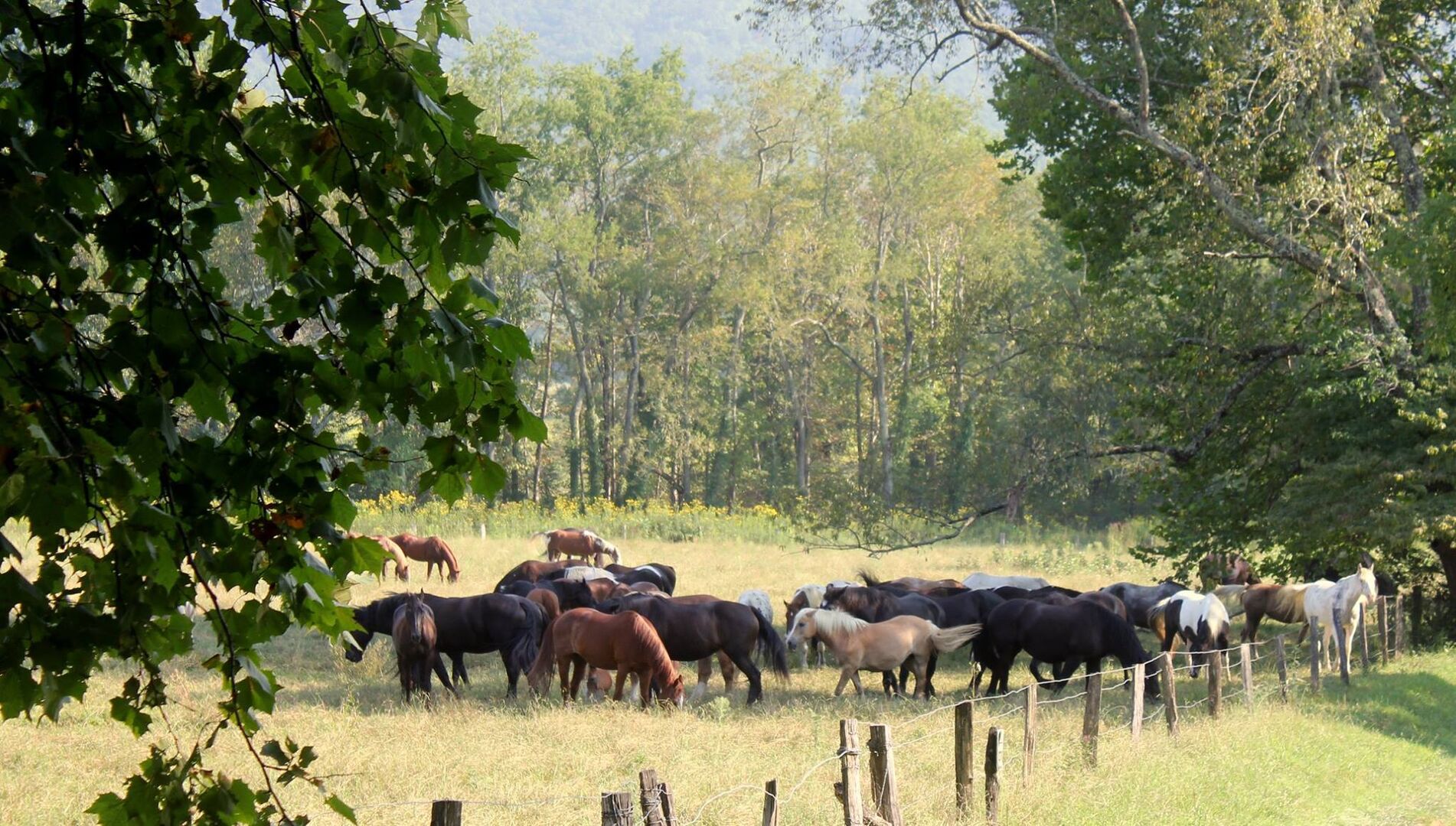 Horses roaming the valley in Cades Cove