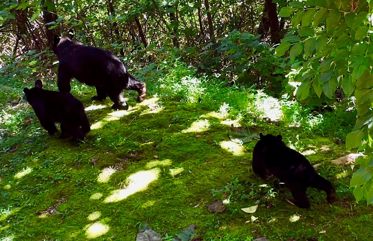 Enjoy Sightings of Bears During Stay.