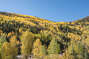 The fall colors exploding on the mountains around Telluride.