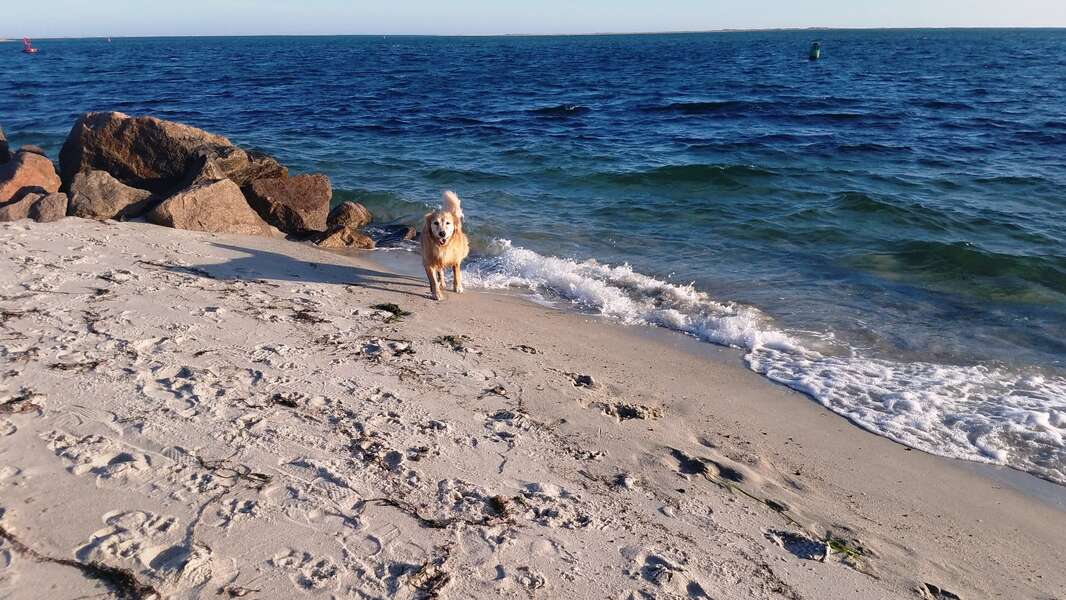 Let your dog take a quick dip to cool off and then head back along the beautiful dunes. - Chatham Cape Cod - Ridgevale Retreat