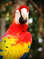 Macaw in one of the island's park