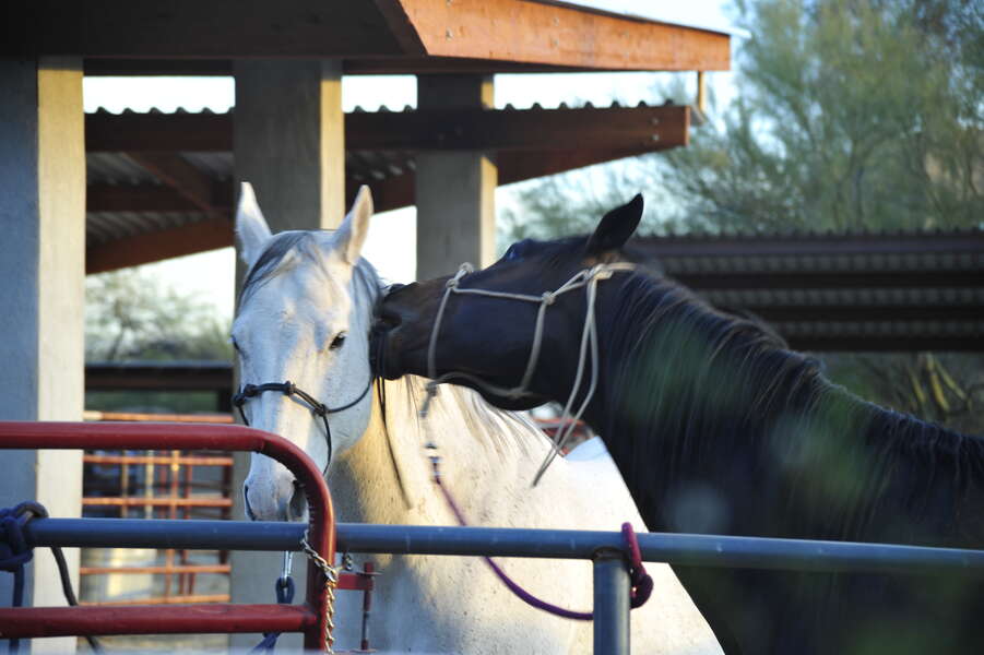 xperience the charm of rural Scottsdale as two majestic horses grace the vicinity of our vacation rental. Nature's beauty at your doorstep.   #CountryEscape