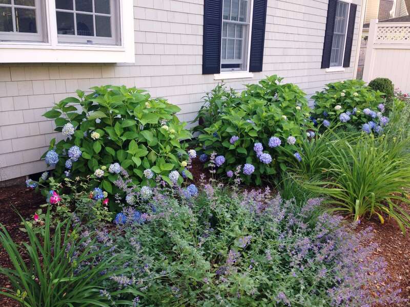 Beautiful gardens and professional landscaped yard-161 Bay Lane Centerville Cape Cod - New England Vacation Rentals