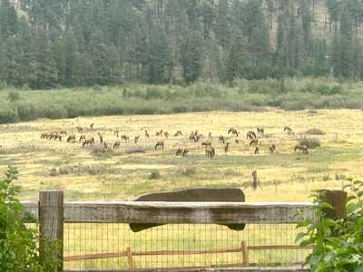 View from the porch- meadow full of elk!