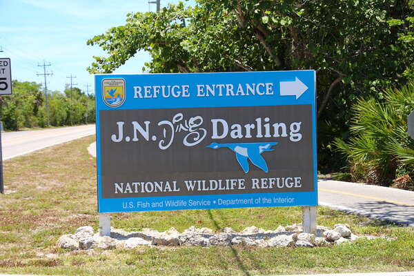 Ding Darling Wildlife Refuge - 5 mile drive through