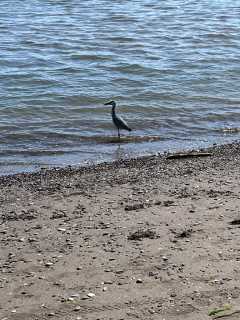 Wildlife and lots of birds to enjoy at the beach