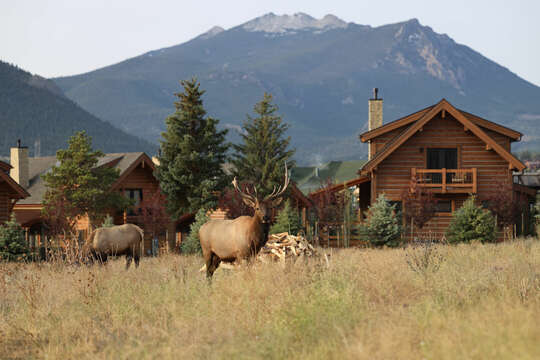 Elk love to roam our cabins