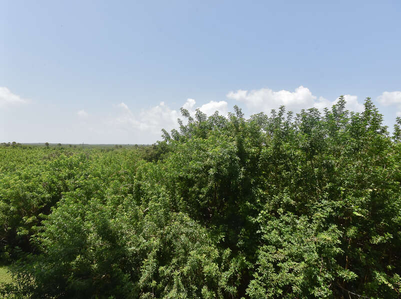 View of the trees from our New Smyrna Beach condo rental