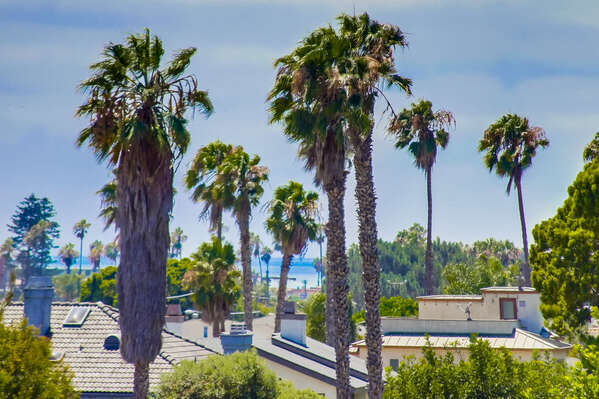 View of Palm Trees Near Home.