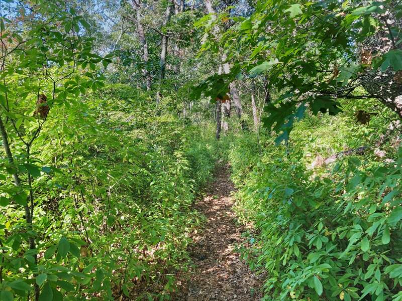 Follow the path to your own private dock on the pond!- 10 Cranberry Hollow Harwich-Cape Cod- New England Vacation Rentals-#BookNEVRDirectArtfulView
