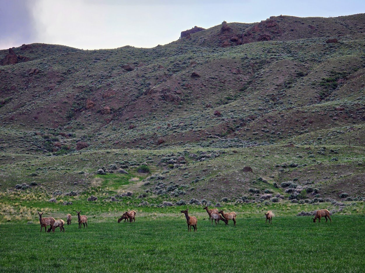Wildlife, including elk, frequent the Wapiti Valley