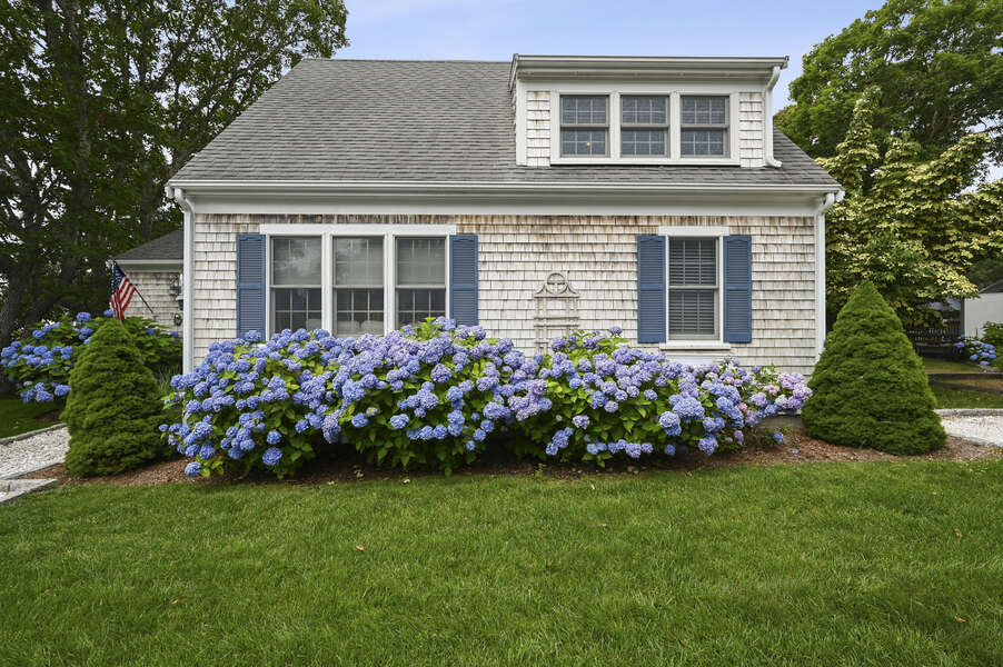 Traditional Cape Cod flowers - The Blue Hydrangea -  26 Sea Mist Lane South Chatham Cape Cod - New England Vacation Rentals