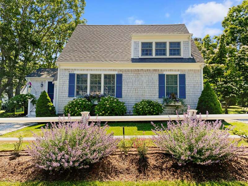 Traditional Cape Cod flowers - The Blue Hydrangea -  26 Sea Mist Lane South Chatham Cape Cod - New England Vacation Rentals