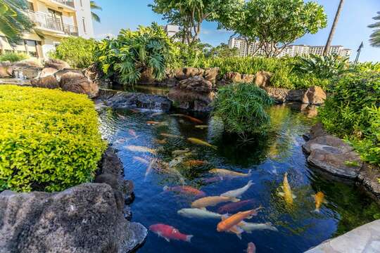 One of the Koi Ponds on-site at the Beach Villas