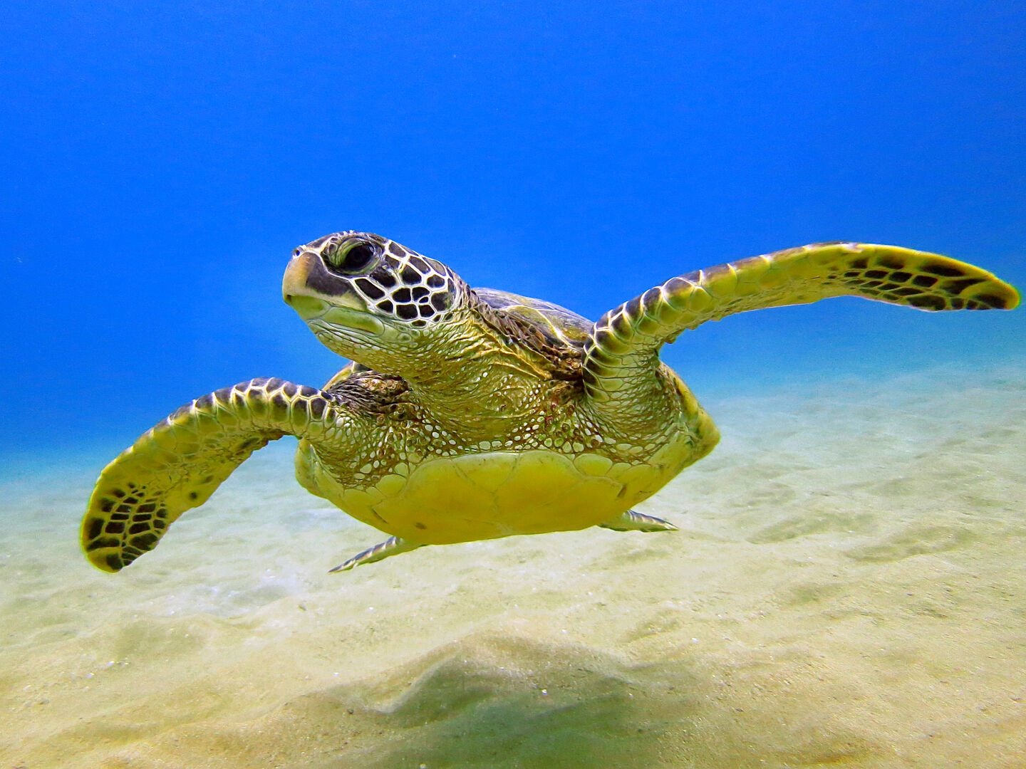 Enjoy Snorkeling activates in Hawaii