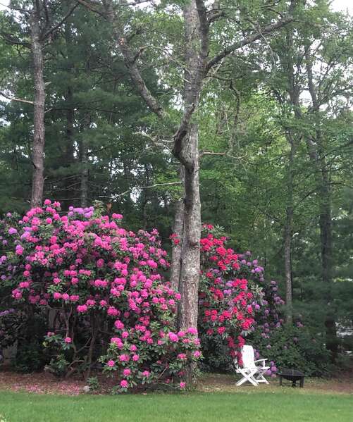 Beautiful rhododendrons line the backyard - what a great spot to use the fire pit to make s'mores and tell ghost tales! Sea Star-17 Avalon Circle-Osterville-Cape Cod