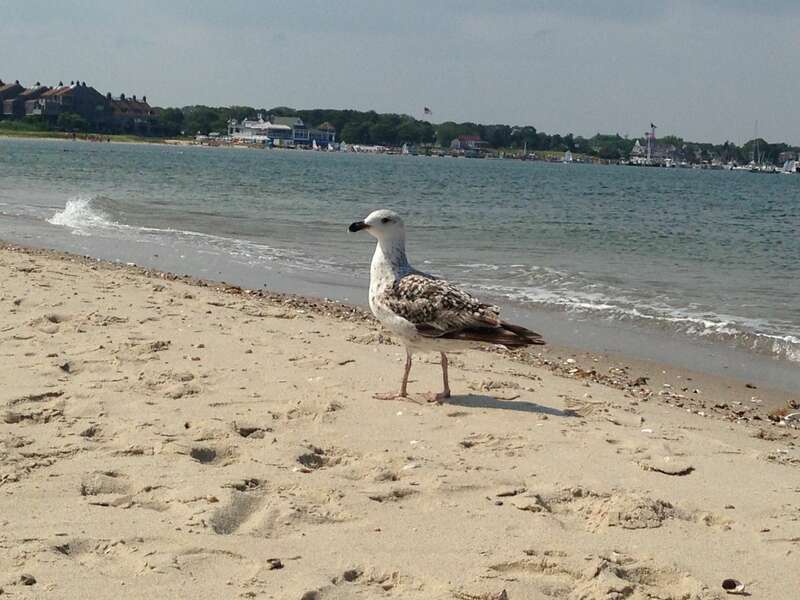 Friendly seagull at Kalmus Beach in Hyannis - New England Vacation Rentals