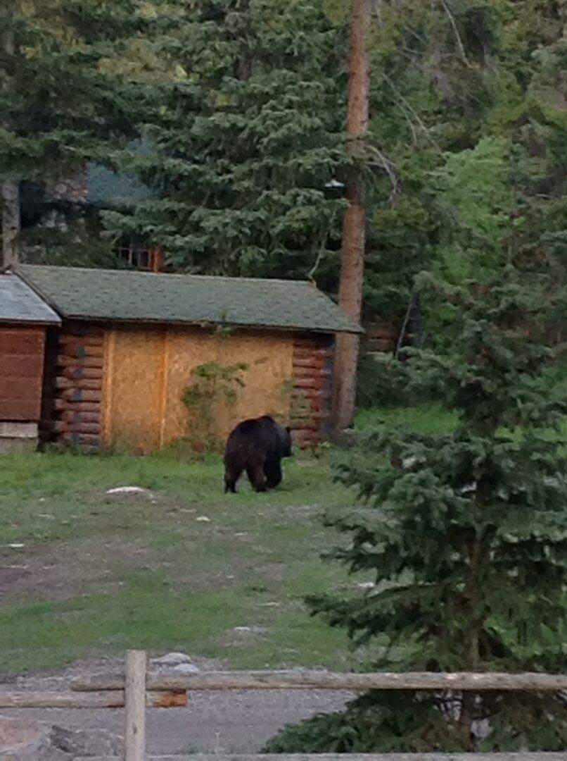 Bear roaming through the cabin property