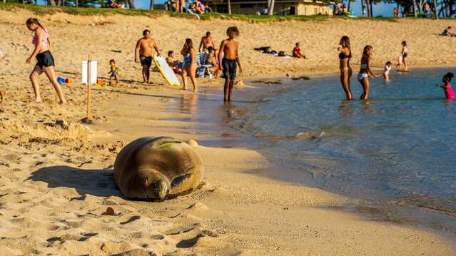 Hawaiian Monk Seal Relaxing on the Beach at Lagoon 4