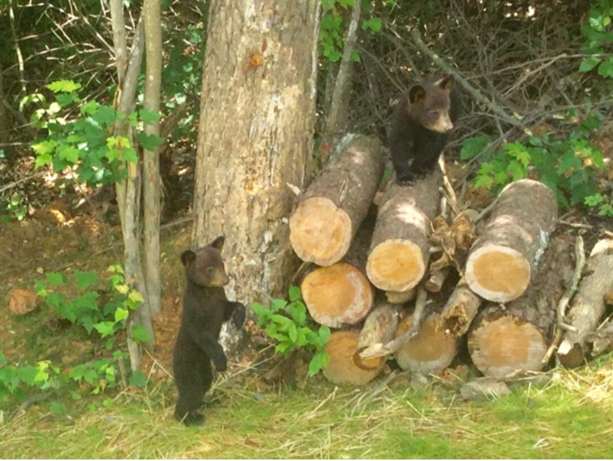 Bear Cubs playing on the wood pile while Mama Bear rested in the bushes.