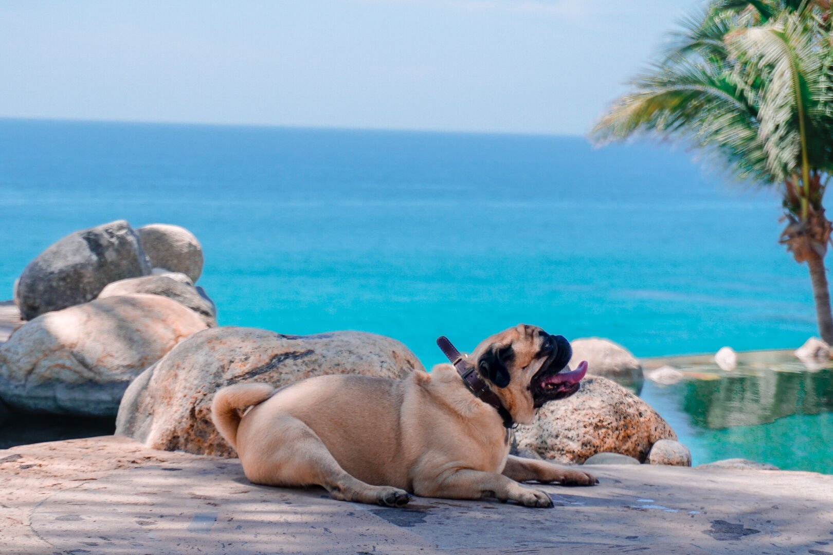 PET FRIENDLY, BRING YOUR BEST FRIEND ON VACATION