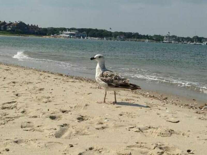 Friendly seagull at oceanside beach in Osterville - New England Vacation Rentals #