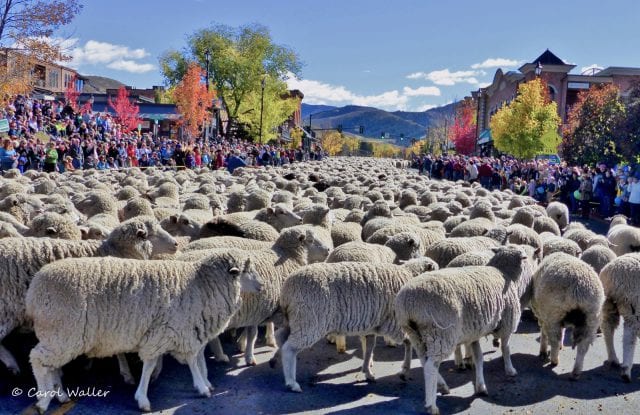 Fall Festival of Trailing of the Sheep