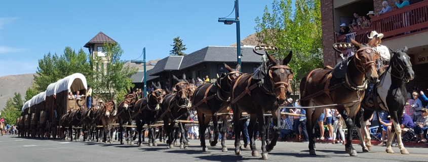 The 20 Mule Team BIG HITCH wagons at the Labor Day Parade