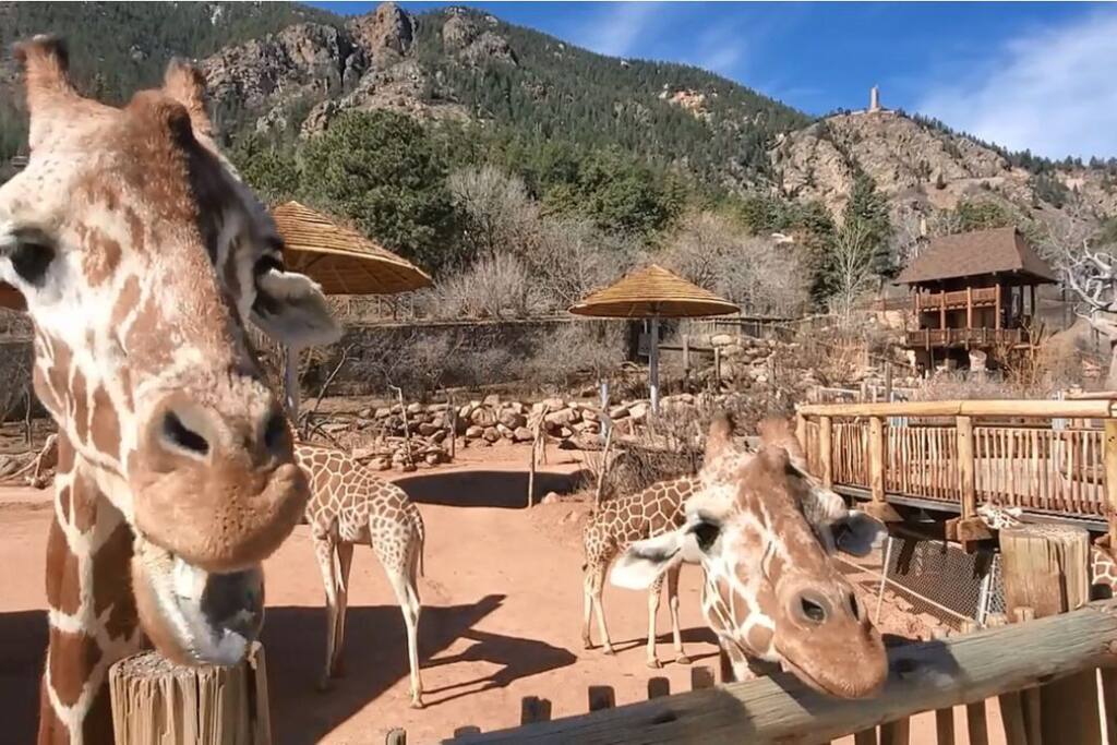 Cheyenne Mountain Zoo is about sharing the wonders of the natural world with kids of all ages and providing memories for a lifetime at America's mountain Zoo. Named #4 Best Zoo in North America by USA TODAY 10Best Readers' Choice Awards.