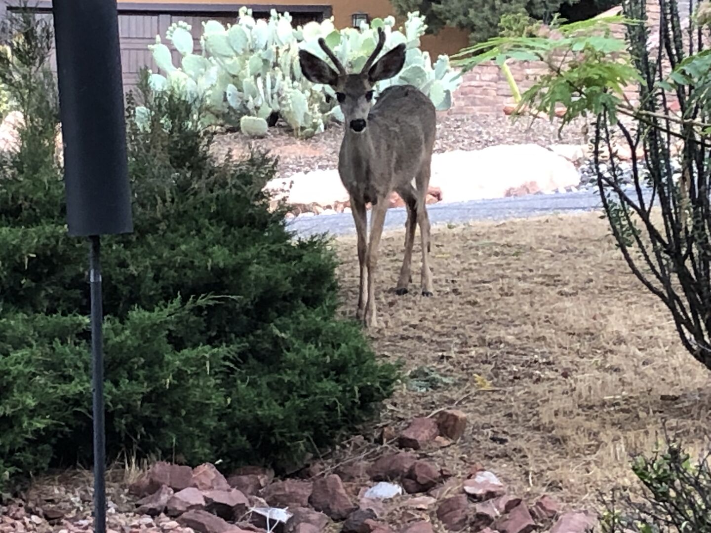 Wild Deer Near Side Of Home