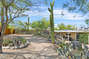 Backyard with saguaro cactus and a shade tree