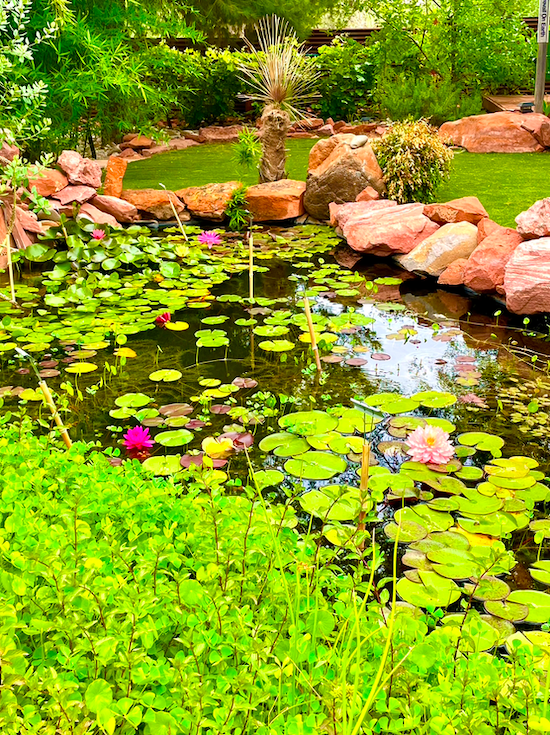 Lily Pond In The Backyard