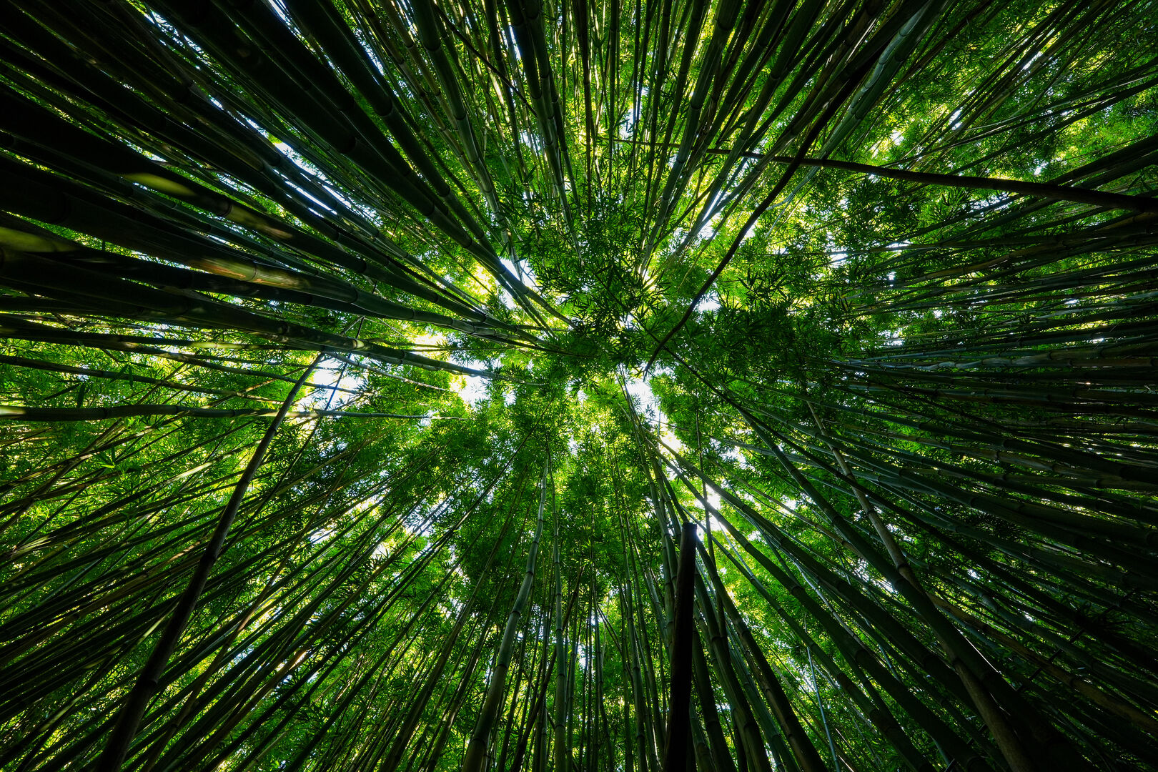 Immerse yourself in Maui's serene bamboo forest, with towering stalks and filtered sunlight creating an enchanting hiking experience for nature lovers.
