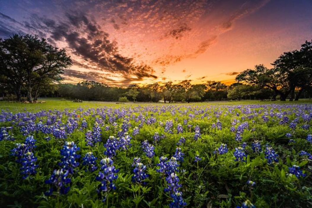 Wildflowers in the Springtime at the ranch