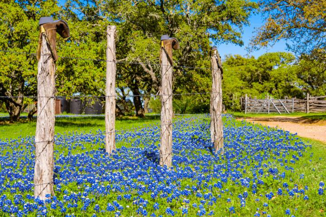 Bluebonnets at Willow Sky Ranch